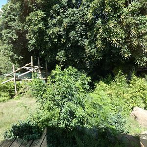 Lion-tailed Macaque enclosure