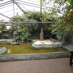 Slender-snouted Crocodile enclosure