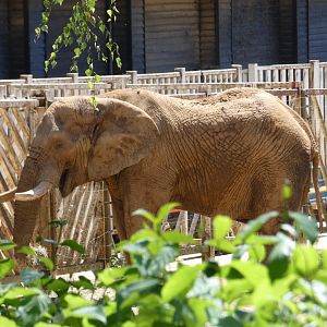 African Elephant bull