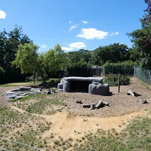 Spotted Hyena enclosure