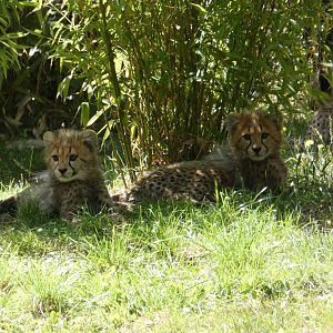 Cheetah cubs