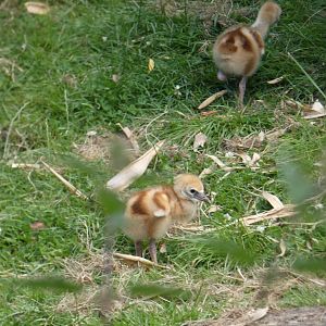 Crowned Crane chicks