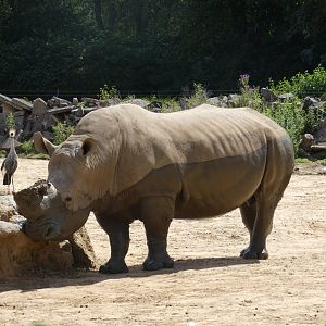 Southern White Rhinoceros