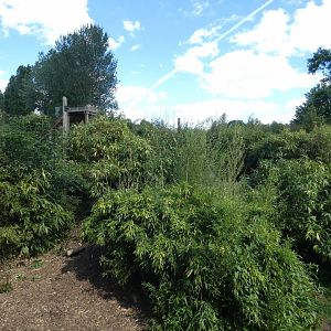 Amur Tiger enclosure