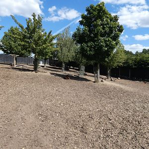 Visayan Warty Pig and Philippine Spotted Deer enclosure