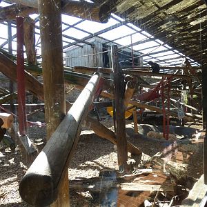 Buffy-headed Capuchin enclosure