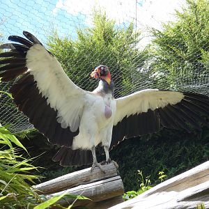 King Vulture