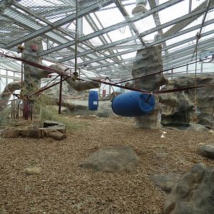 Chimpanzee indoor enclosure