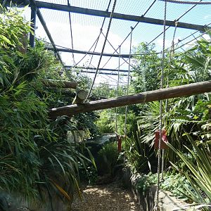 Pileated Gibbon outdoor enclosure