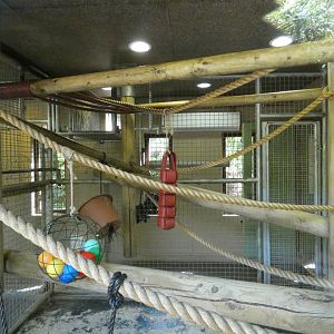 Pileated Gibbon indoor enclosure