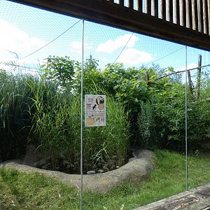 Wreathed Hornbill enclosure