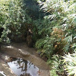 Giant Anteater enclosure