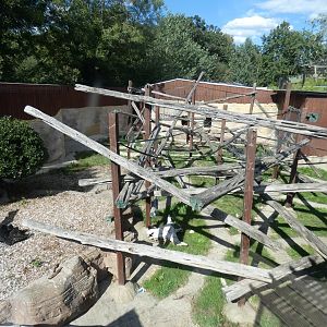 Red-capped Mangabey enclosure