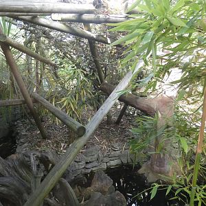 Golden-headed Lion Tamarin enclosure