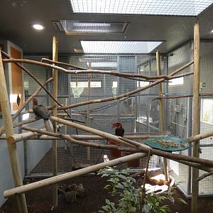 Rufous Hornbill indoors