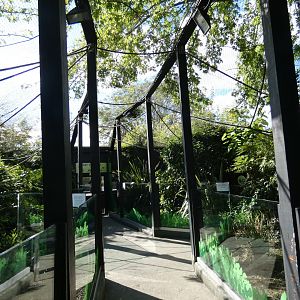 Rainforst Walk-through