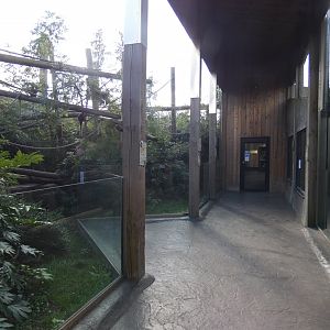 Southern Tamandua, Coppery Titi Monkey and Geoffrey's Marmoset enclosure