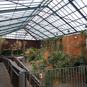 Rajang's Forest (Orangutan house)