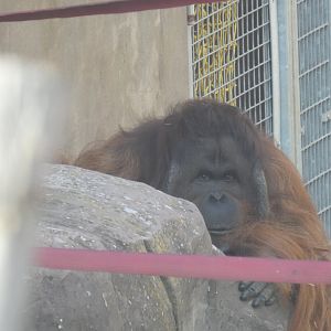 Bornean Orang-utan
