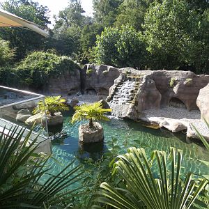 Humboldt's Penguin enclosure