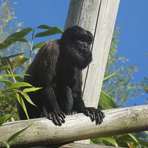 Red-backed Bearded Saki