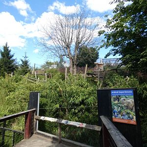 Binturong and Asian-short Clawed Otter enclosure
