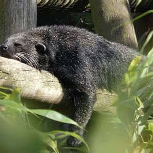 Binturong