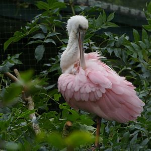 Roseate spoonbill, July 2020