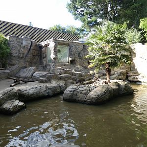 Smooth-coated Otter enclosure