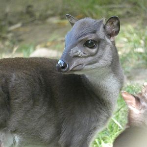 Blue Duiker
