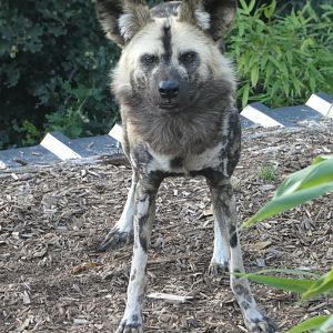 African Hunting Dog