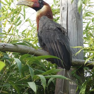 Rufous Hornbill