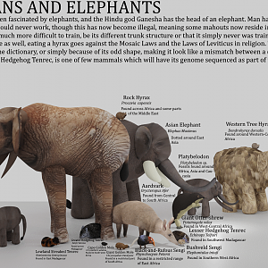 Something I made in Blender - Afrotherians and Elephants Display