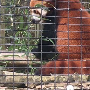 Red Panda