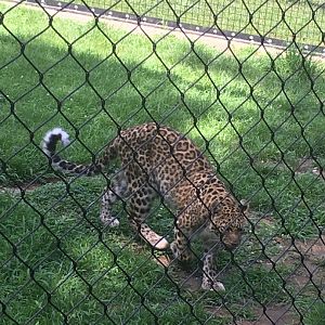 Amur Leopard