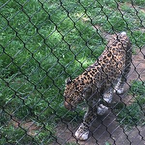 Amur Leopard