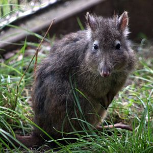 Long-nosed potoroo (Potorous tridactylus)