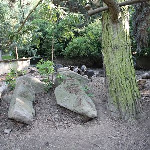 Visayan warty pig outdoor enclosure