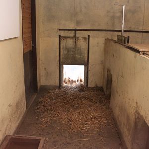 Visayan warty pig indoor stable