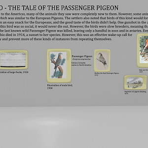 Another thing I created in Blender - Passenger Pigeon gallery