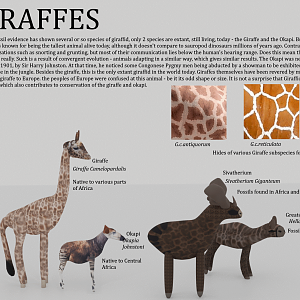 And another - Giraffids display