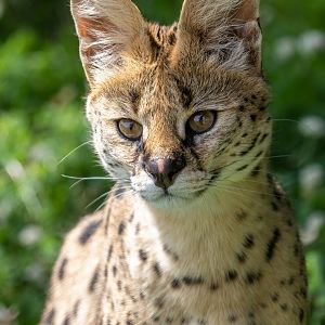 Serval / Hamerton / 22-7-20