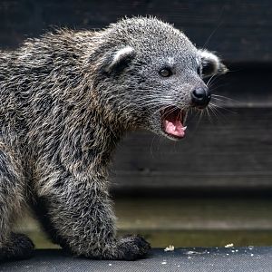 Javan Binturong Baby / Hamerton / 10-7-20