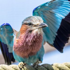 Lilac-breasted Roller / Hamerton / 17-6-20