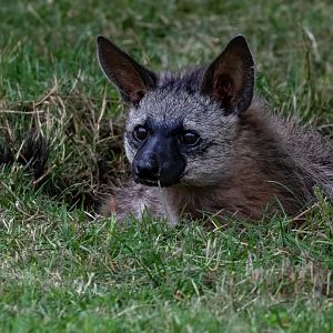 Southern Aardwolf / Hamerton / 15-7-20
