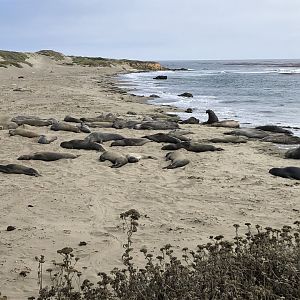 Northern elephant seals in San Simeon, CA