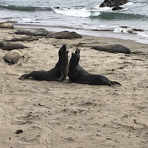 Northern elephant seals fighting in San Simeon, CA