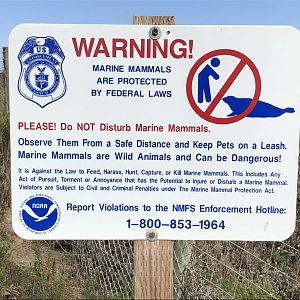 Warning sign about dangerous elephant seals