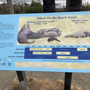 Elephant seal signage