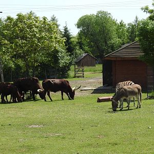 Watusi cattle, Somali ass and zebra